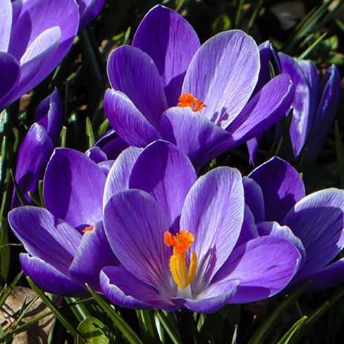 Large-Flowered Blue Crocus