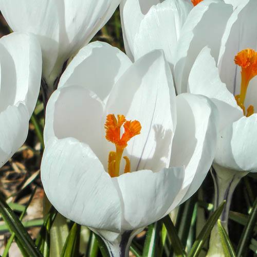 Large-Flowered White Crocus