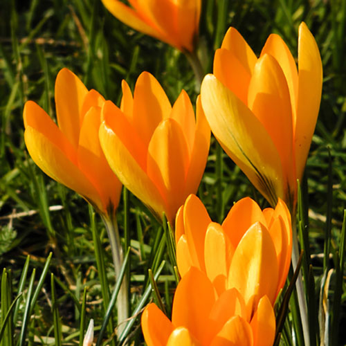 Large-Flowered Yellow Crocus