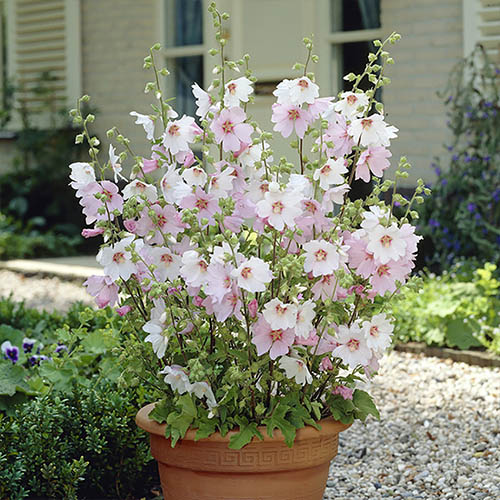 Lavatera Mallow Barnsley Baby