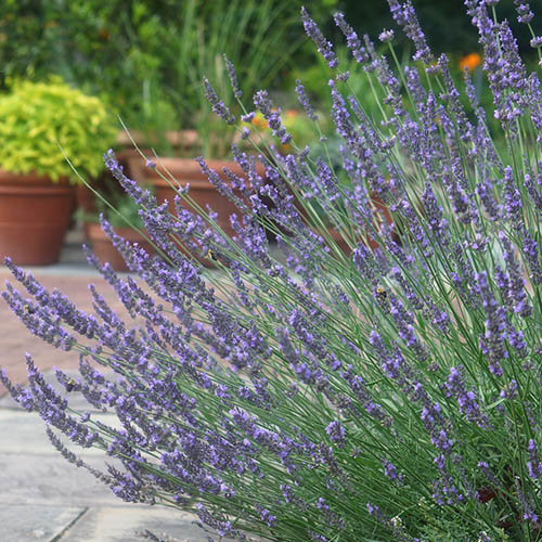 Lavender Lavandula intermedia Phenomenal