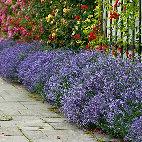 Lavender Munstead