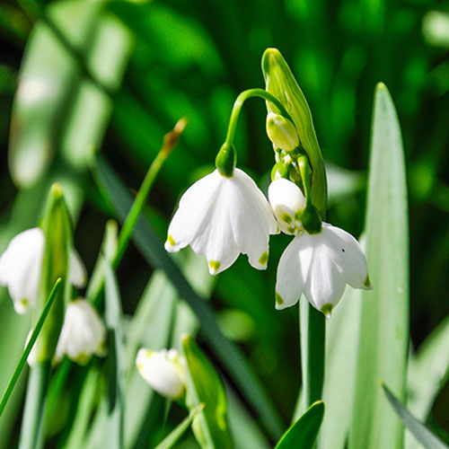 Leucojum aestivum Snowflakes