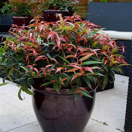 Leucothoe Burning Love