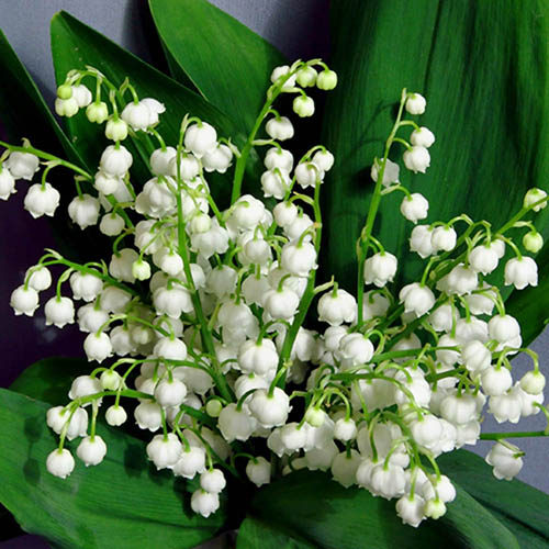 Lily of the Valley