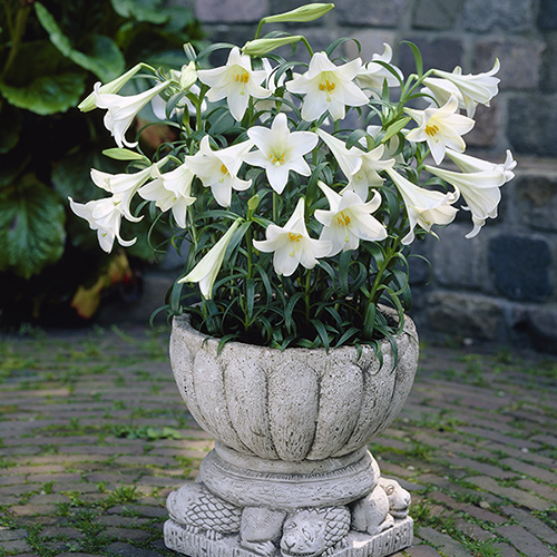 Longiflorum Lily White Heaven