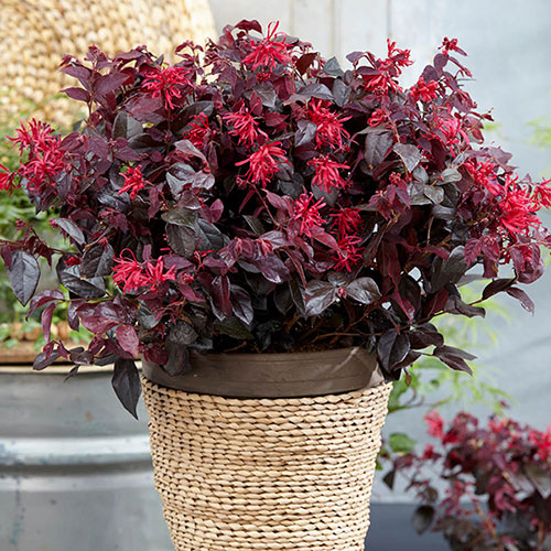 Loropetalum Black Pearl