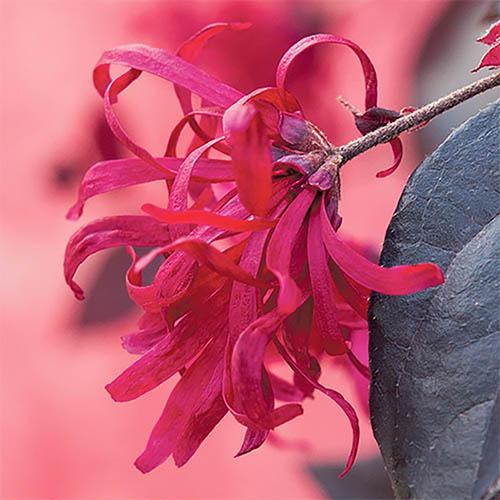 Loropetalum EverRed Chinese Witch Hazel