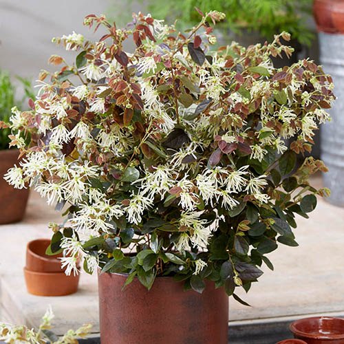 Loropetalum chinense Ruby Snow