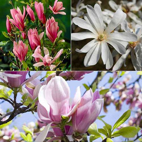 Magnolia Collection