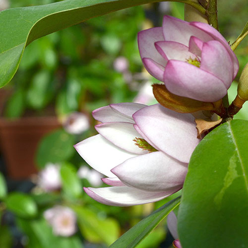 Magnolia Fairy Blush