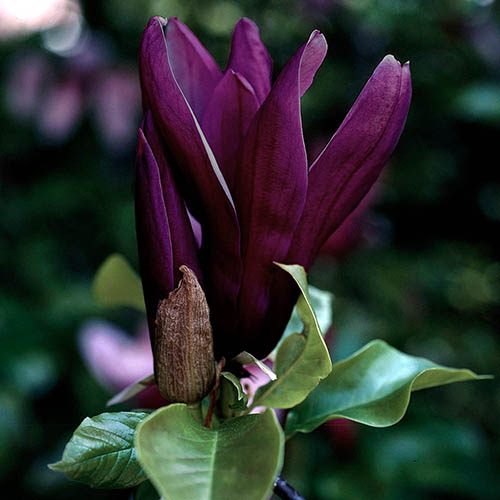 Magnolia Genie