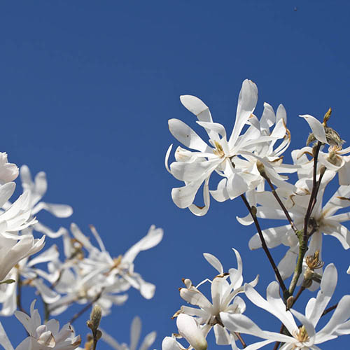 Magnolia Stellata