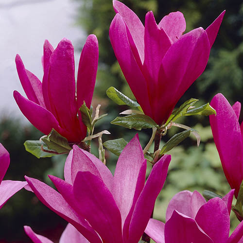 Magnolia Susan Standard Shrub