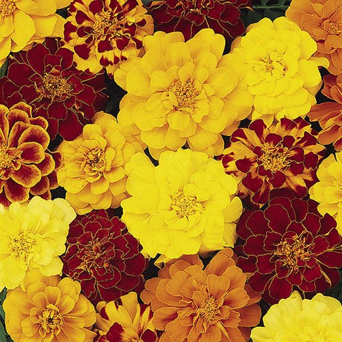 Marigold (French) Bonanza Mix