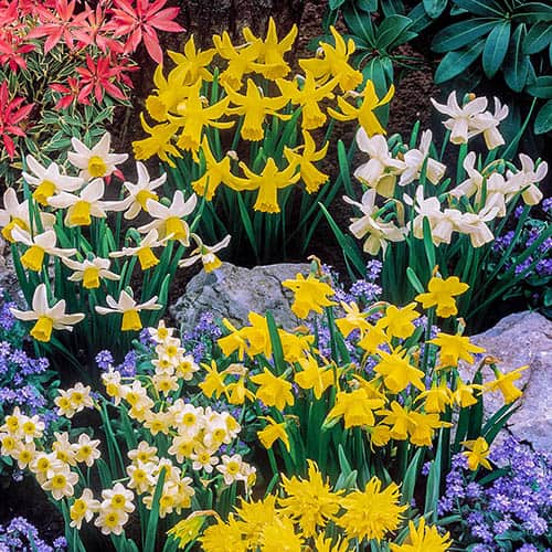 Miniature Daffodils