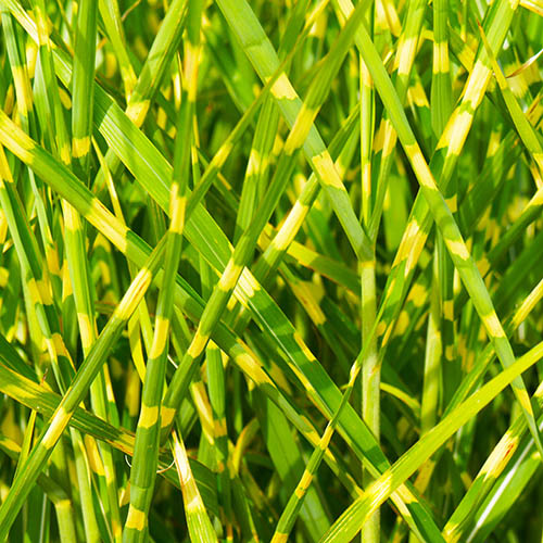 Miscanthus sinensis Little Zebra