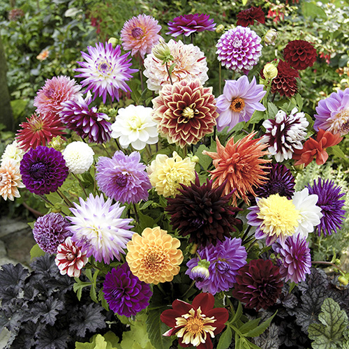 Mixed Dahlias - Hybridisers Mix