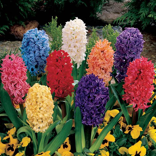 Mixed Hyacinths