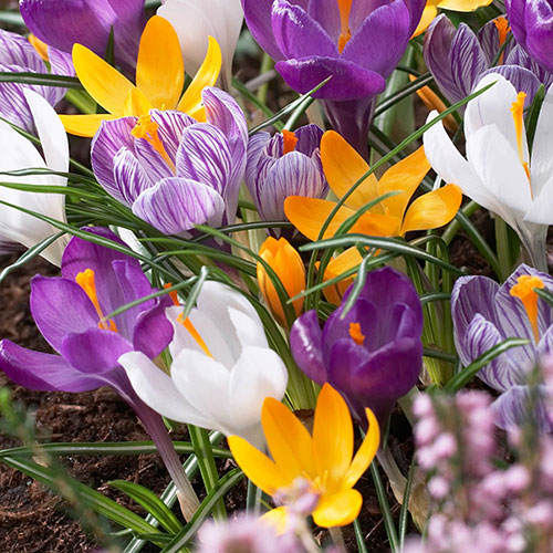 Mixed Species Crocuses