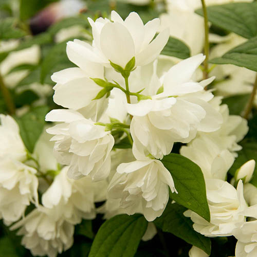 Mock Orange Philadelphus Snowbelle