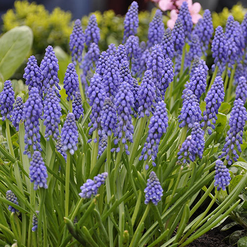 Muscari armeniacum Grape Hyacinth