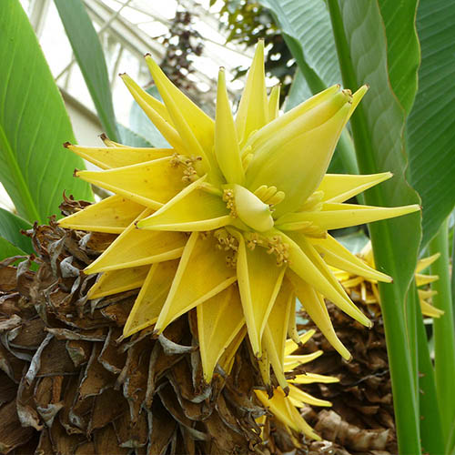 Musella lasiocarpa - Hardy Golden Lotus banana