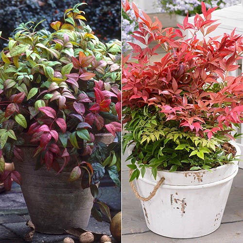 Nandina Domestica Collection