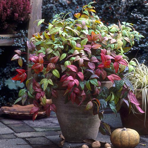 Nandina Fire Power