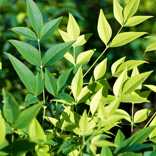 Nandina Lemon and Lime - Heavenly Bamboo