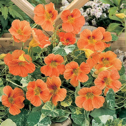 Nasturtium Alaska Salmon Orange Seeds