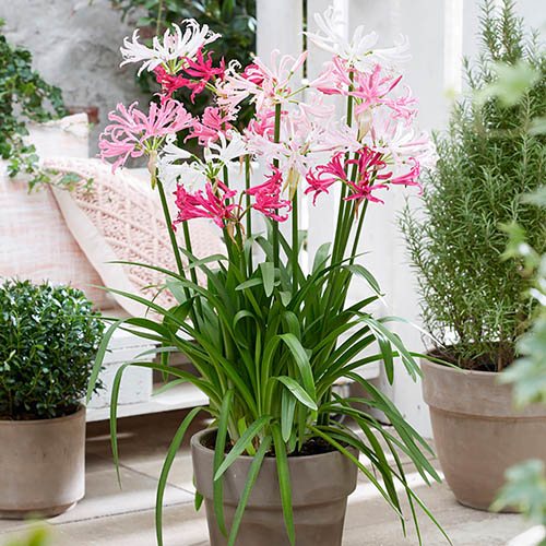 Nerine Hybridisers Mix