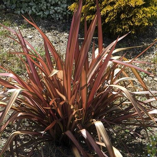 New Zealand Flax Phormium Evening Glow