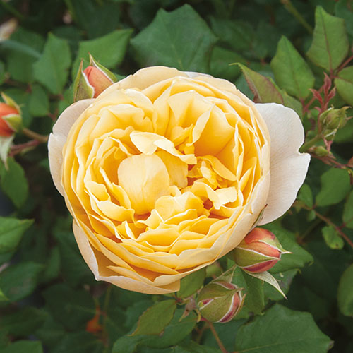 Old English Shrub Rose Yellow