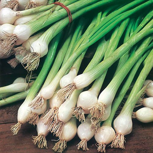 Onion White Lisbon Seeds