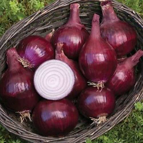 Onion set Red Baron