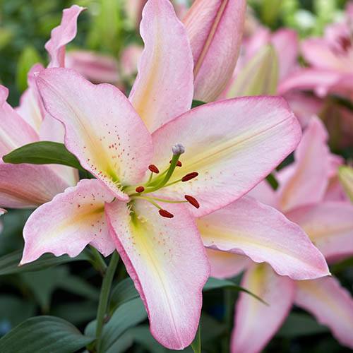 Oriental Lily First Romance