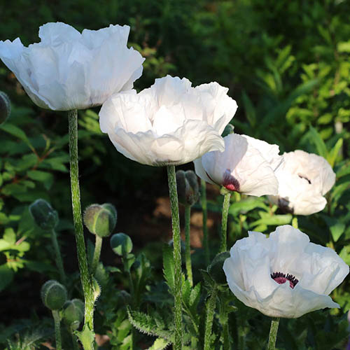 Oriental Poppy Checkers