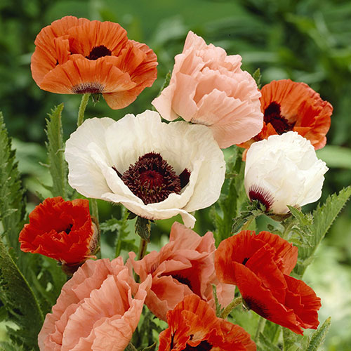 Oriental Poppy Collection