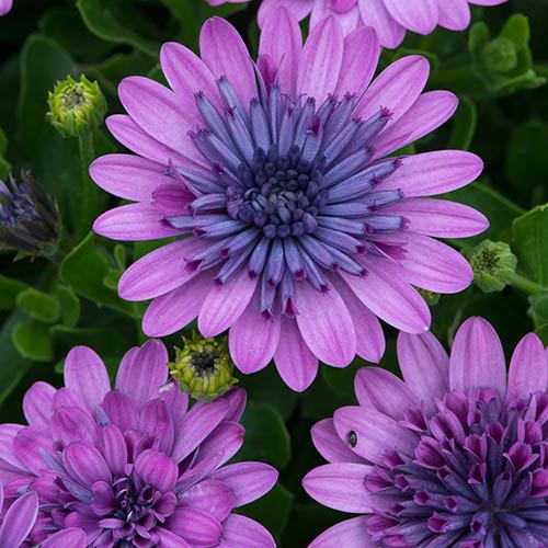 Osteospermum Double Pink