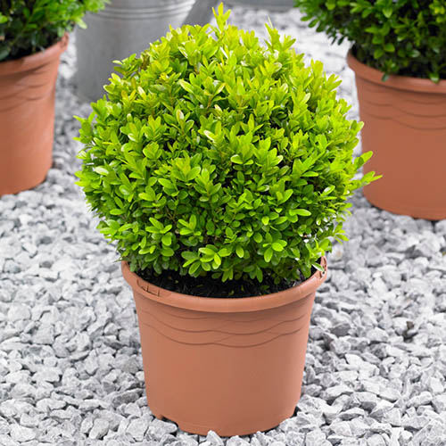 Pair of Buxus Box Balls