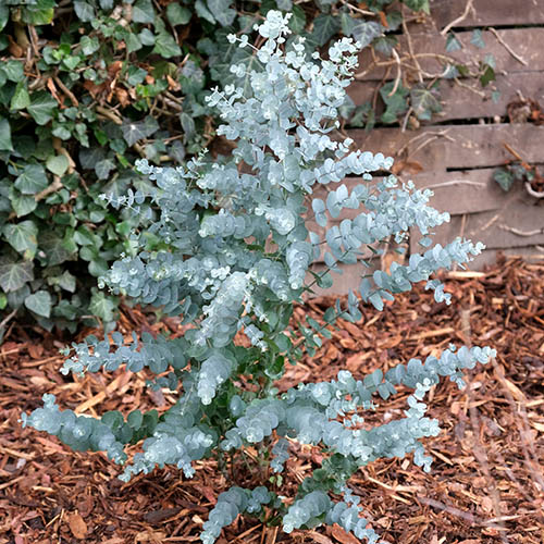 Pair of Eucalyptus gunnii Azura