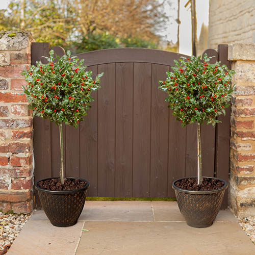 Pair of Standard Holly Trees with Bonus Planters