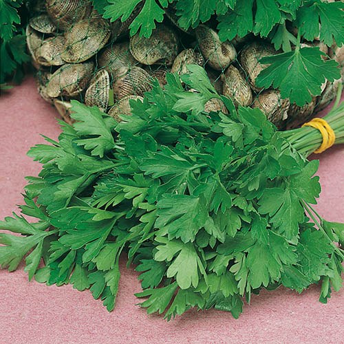 Parsley Giant of Italy Seeds