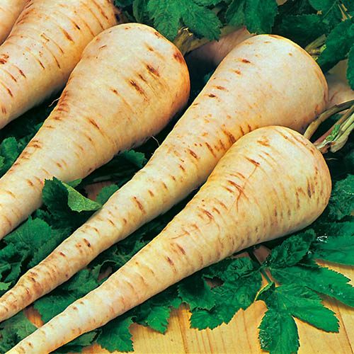 Parsnip Gladiator F1 Seeds