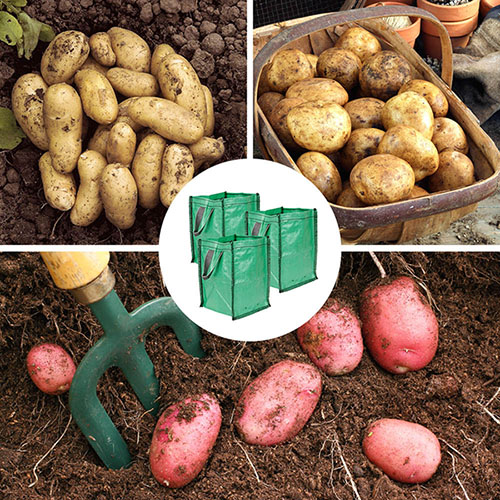 Patio Potato Grow Bag Kit