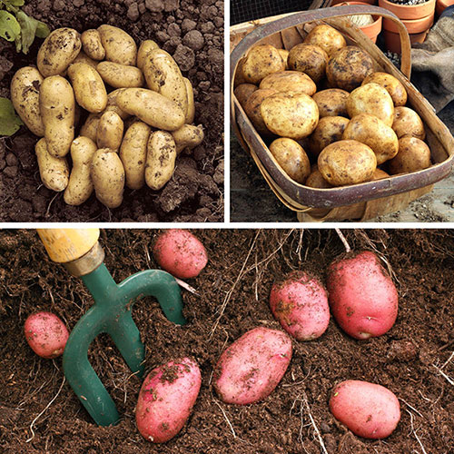 Patio Potato Pack