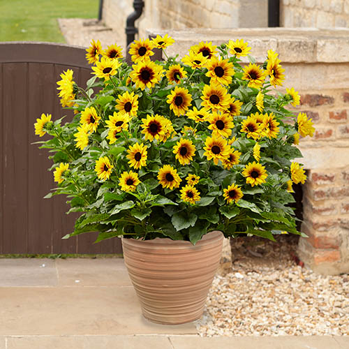 Patio Sunflower Sunbelievable (TM) Brown Eyed Girl