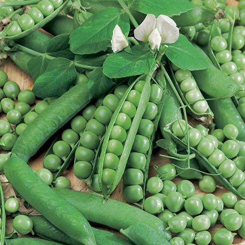 Pea (Maincrop) Ambassador