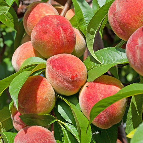 Peach Redhaven Tree